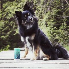 Small black and tan dog sits on a wooden deck beside a Crystal deodorant bottle outdoors